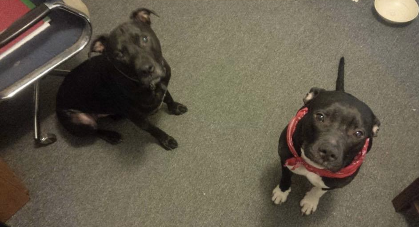 ABOUT MY DOGS - AaronAndSmell.com